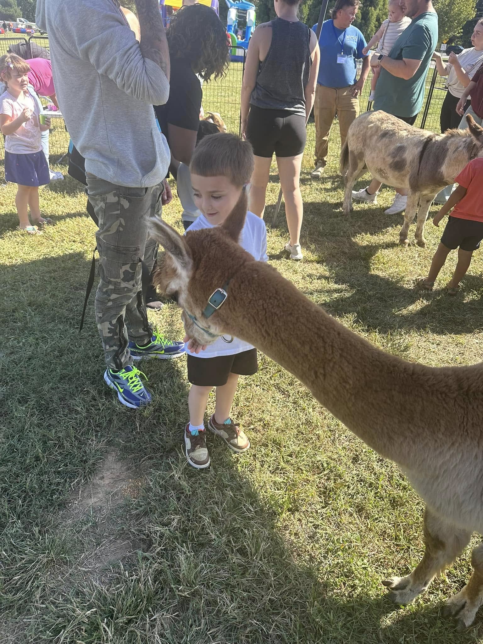 A young boy reaching out to pet an alpaca