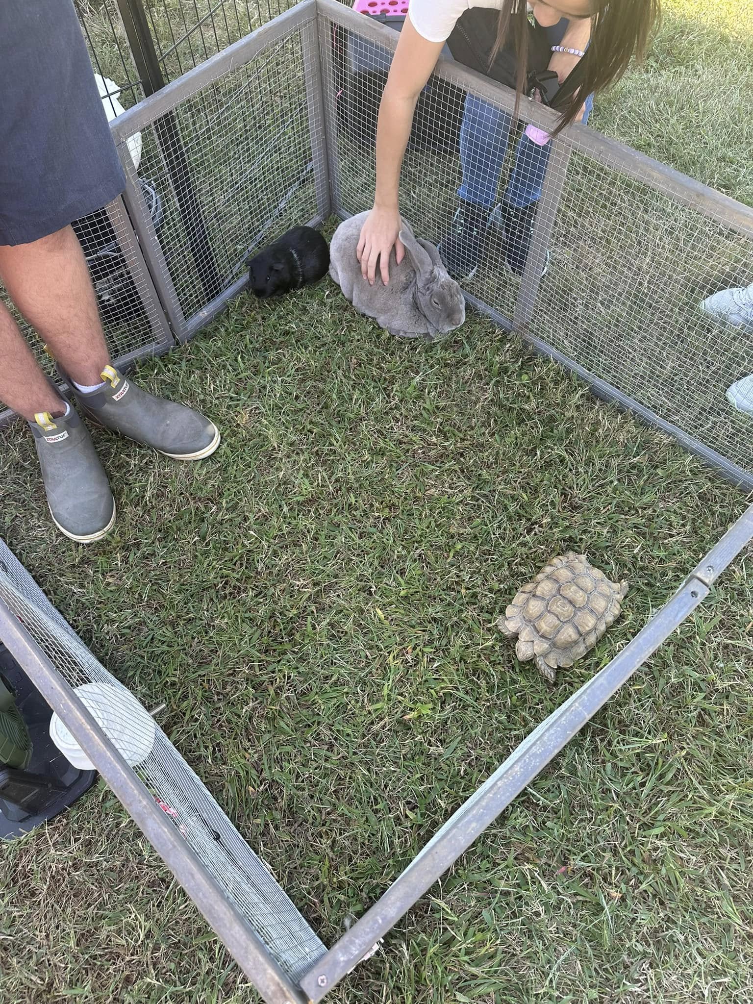 A child holding a rabbit beside a tortoise enclosure at the petting zoo